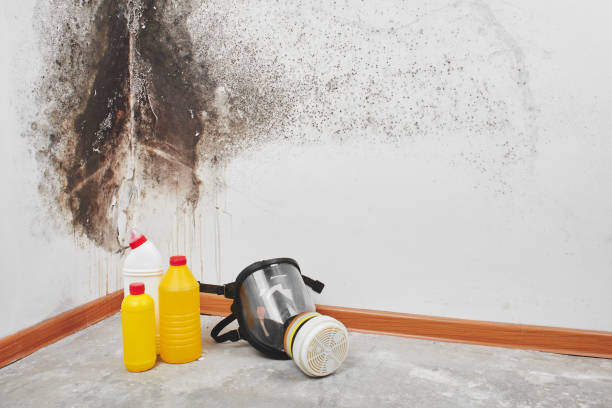 Best Crawl Space Mold Removal  in Forestville, OH