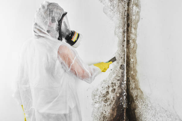 Best Commercial Mold Removal  in Forestville, OH