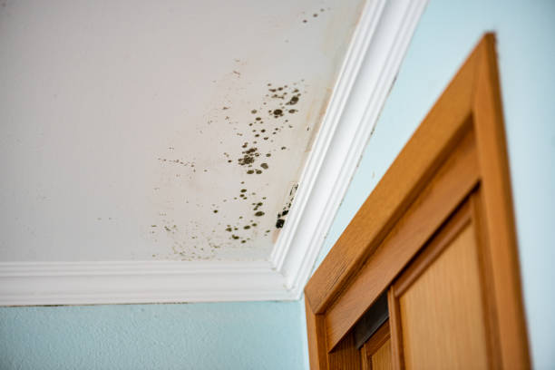 Best Mold Cleaning Services  in Forestville, OH