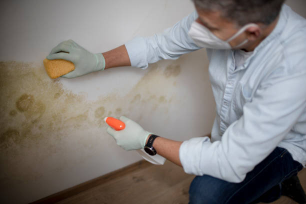 Best Attic Mold Removal  in Forestville, OH