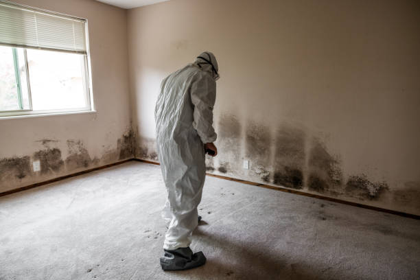 Best Mold Remediation  in Forestville, OH