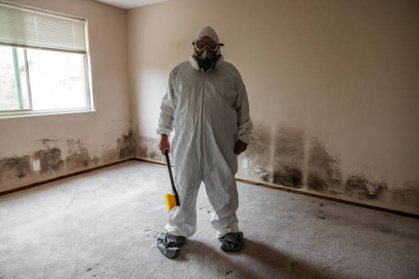 Best Mold Removal Company Near Me  in Forestville, OH