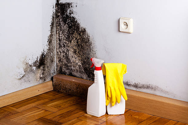 Best Certified Mold Removal  in Forestville, OH