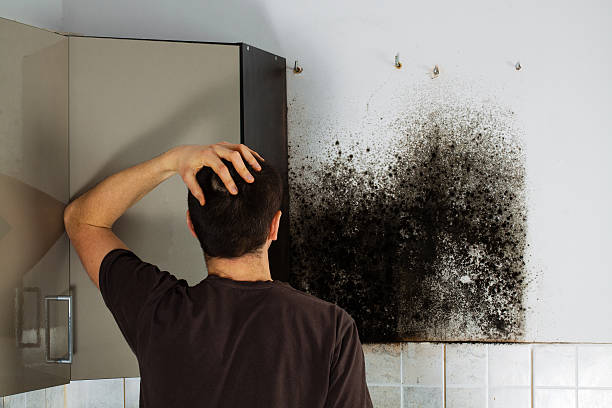 Best Water Damage Restoration  in Forestville, OH